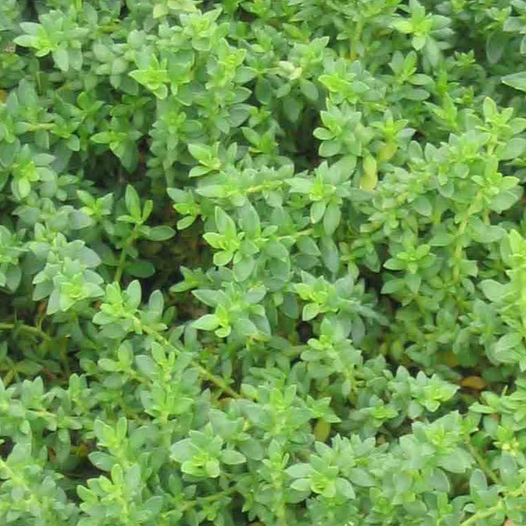 Herniaria glabra 'Rupturewort'