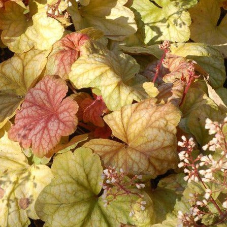 Heuchera Champagne