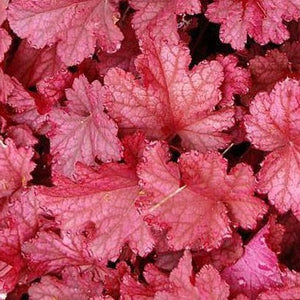 Heuchera Magma