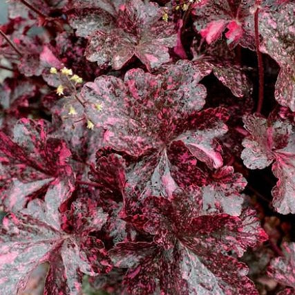 Heuchera Midnight Rose