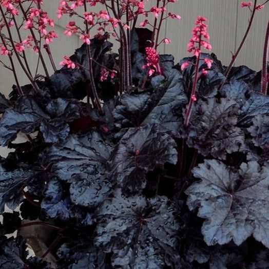Heuchera Timeless Night – Vern Goers Greenhouse