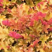 Heuchera 'Marmalade' Coral Bells