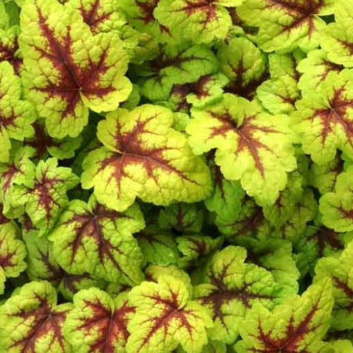 Heucherella 'Stoplight' Foamy Bells