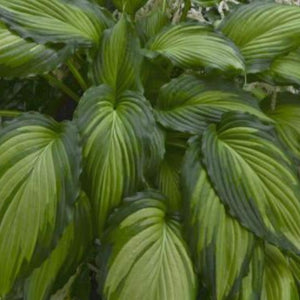 Hosta Angel Falls