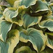 Hosta Aureomarginata