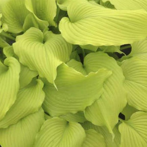 Hosta Dancing Queen