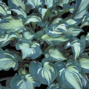 Hosta Guardian Angel