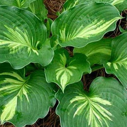 Hosta Lakeside Paisley Print