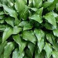 Hosta Lancifolia