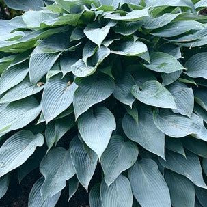 Hosta 'Awakening Angel'