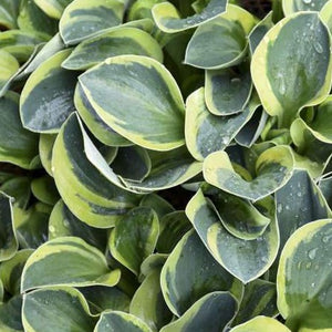 Hosta 'Mighty Mouse'