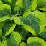 Hosta 'Moonstruck' Pocket Hosta