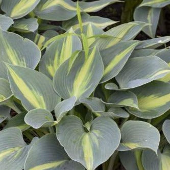 Hosta 'Touch of Class'