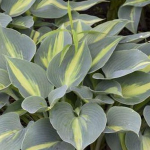 Hosta 'Touch of Class'