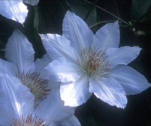 Clematis - Hyde Hall