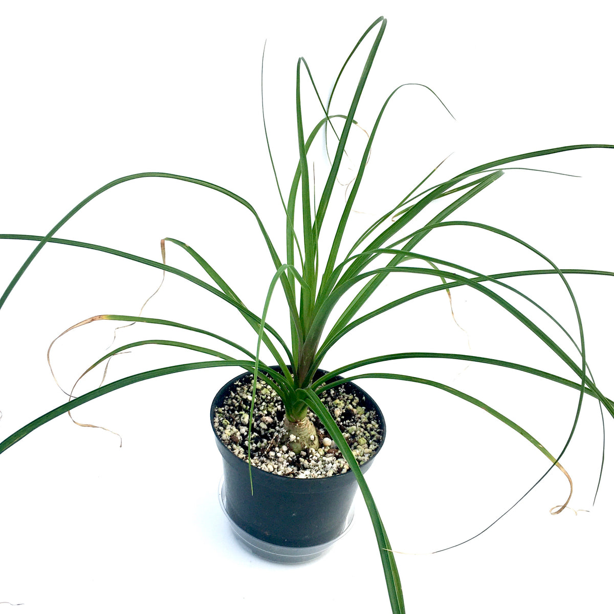 Beaucarnea recurvata 'Ponytail Palm' – Vern Goers Greenhouse