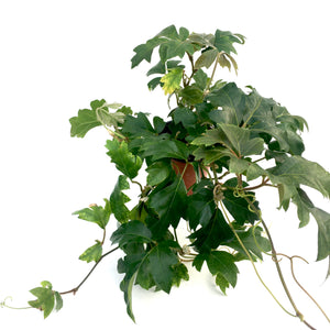 Cissus rhombifolia (Grape Ivy)