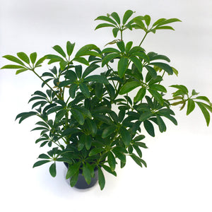 Schefflera arboricola 'Dwarf Umbrella Plant'