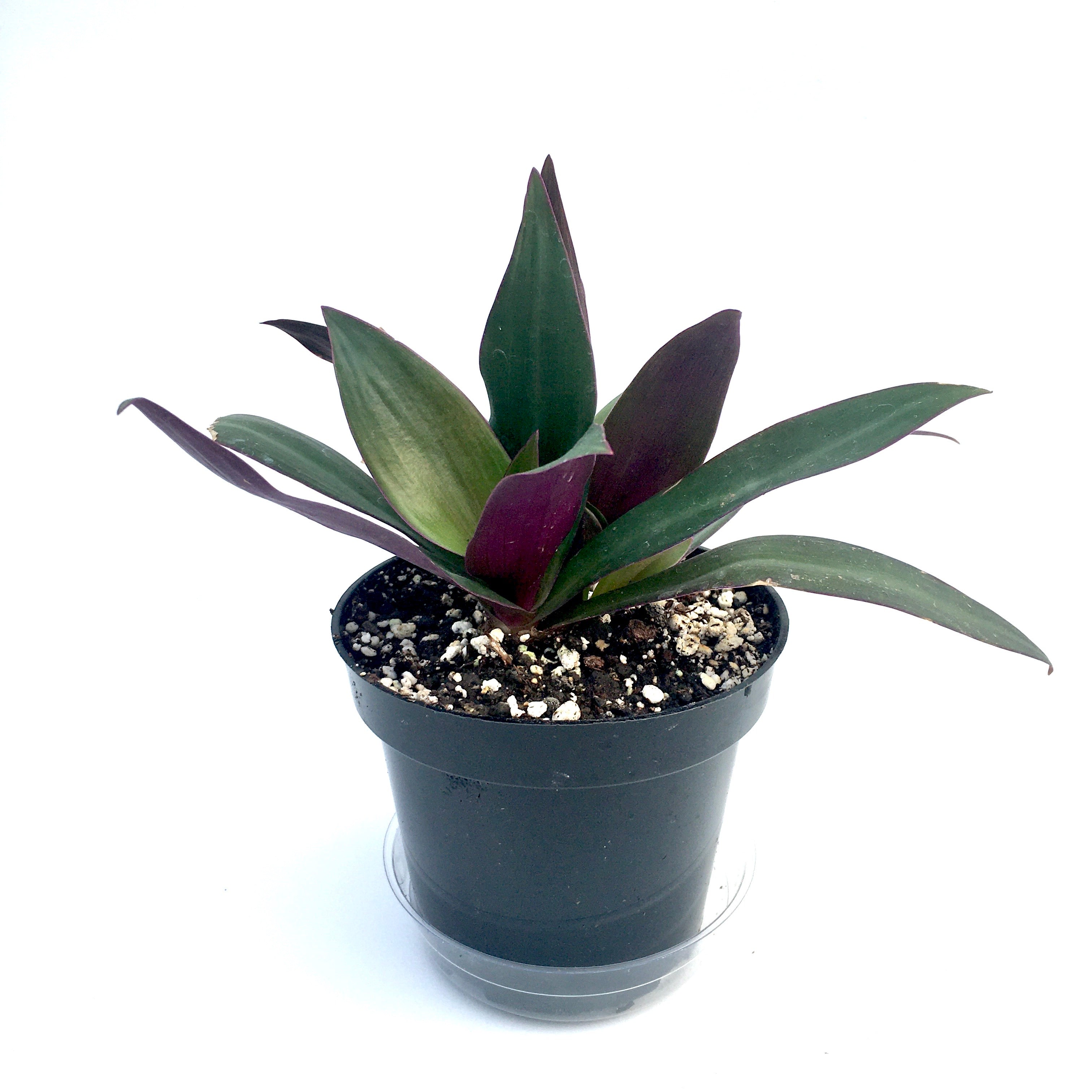 Tradescantia spathacea - Boat Lily/Moses in The Cradle