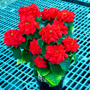 Poinsettia - Winter Rose Early Red