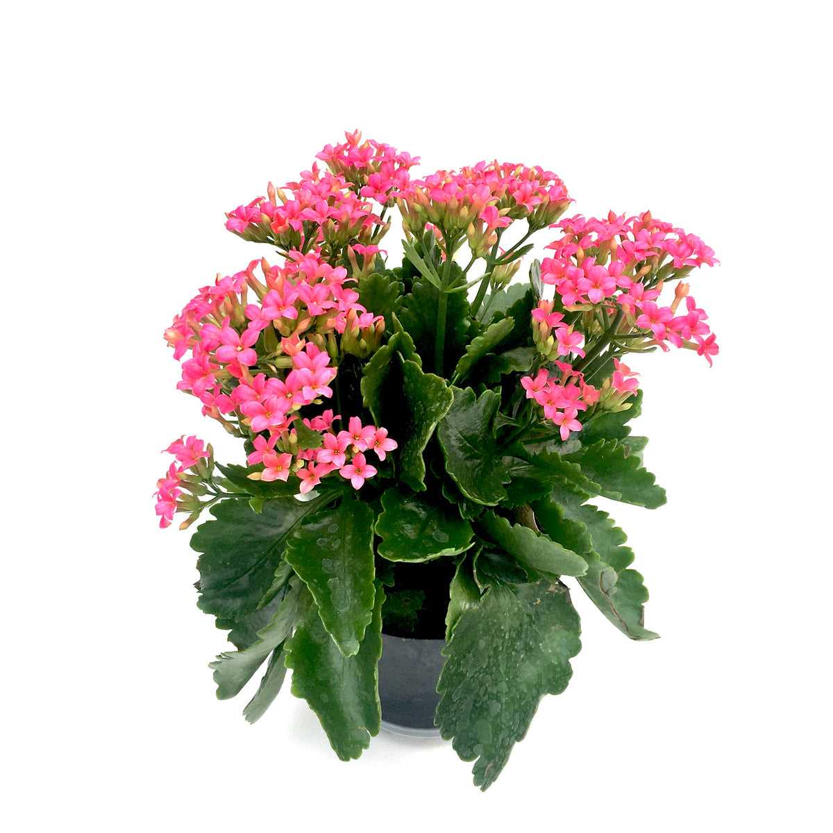 Kalanchoe blossfeldiana 'Pink' – Vern Goers Greenhouse