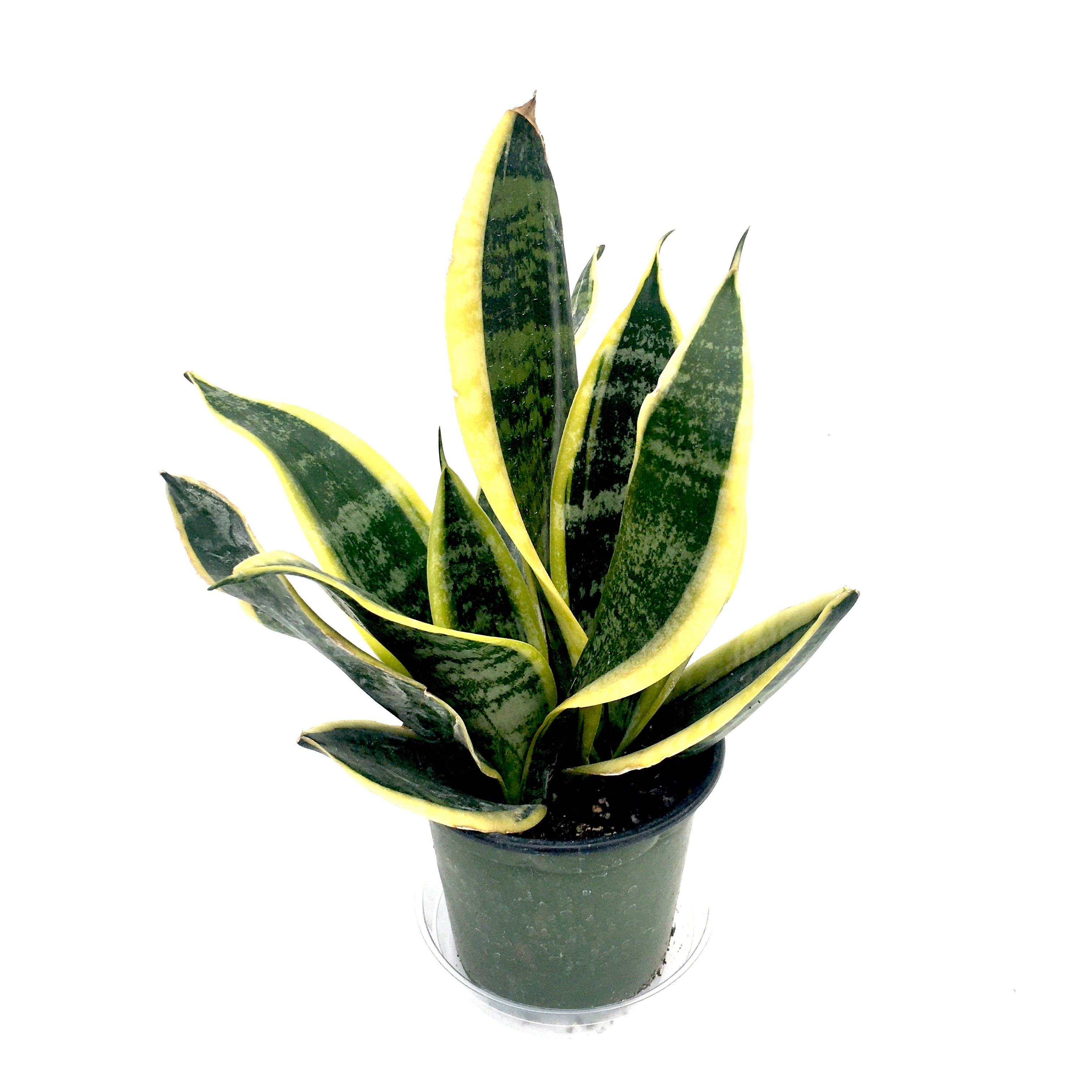 dwarf laurentii snake plant Sansevieria 'Dwarf Laurentii' (Birds Nest Snake Plant) – Vern Goers Greenhouse