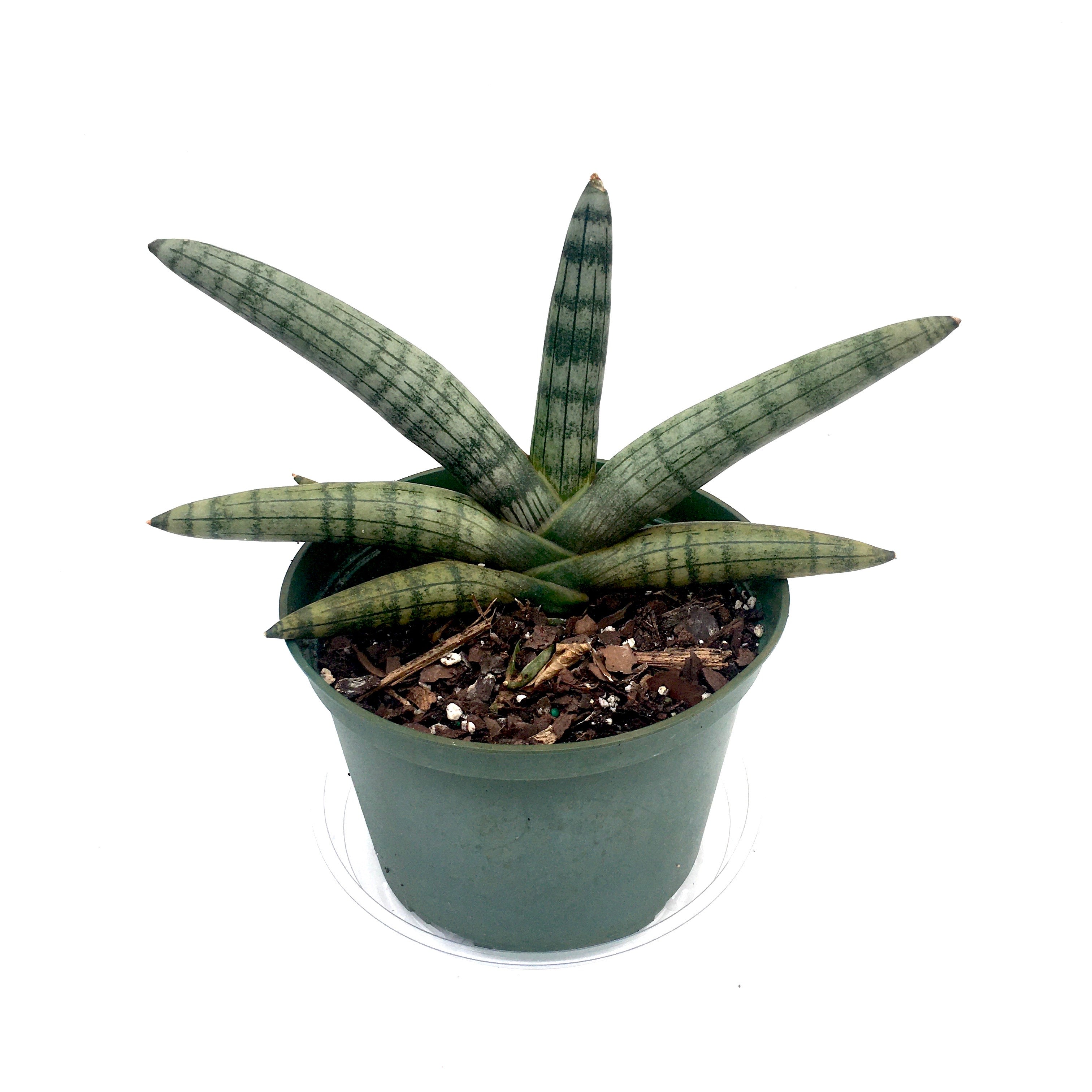 Sansevieria cylindrica 'Starfish' (Snake Plant)