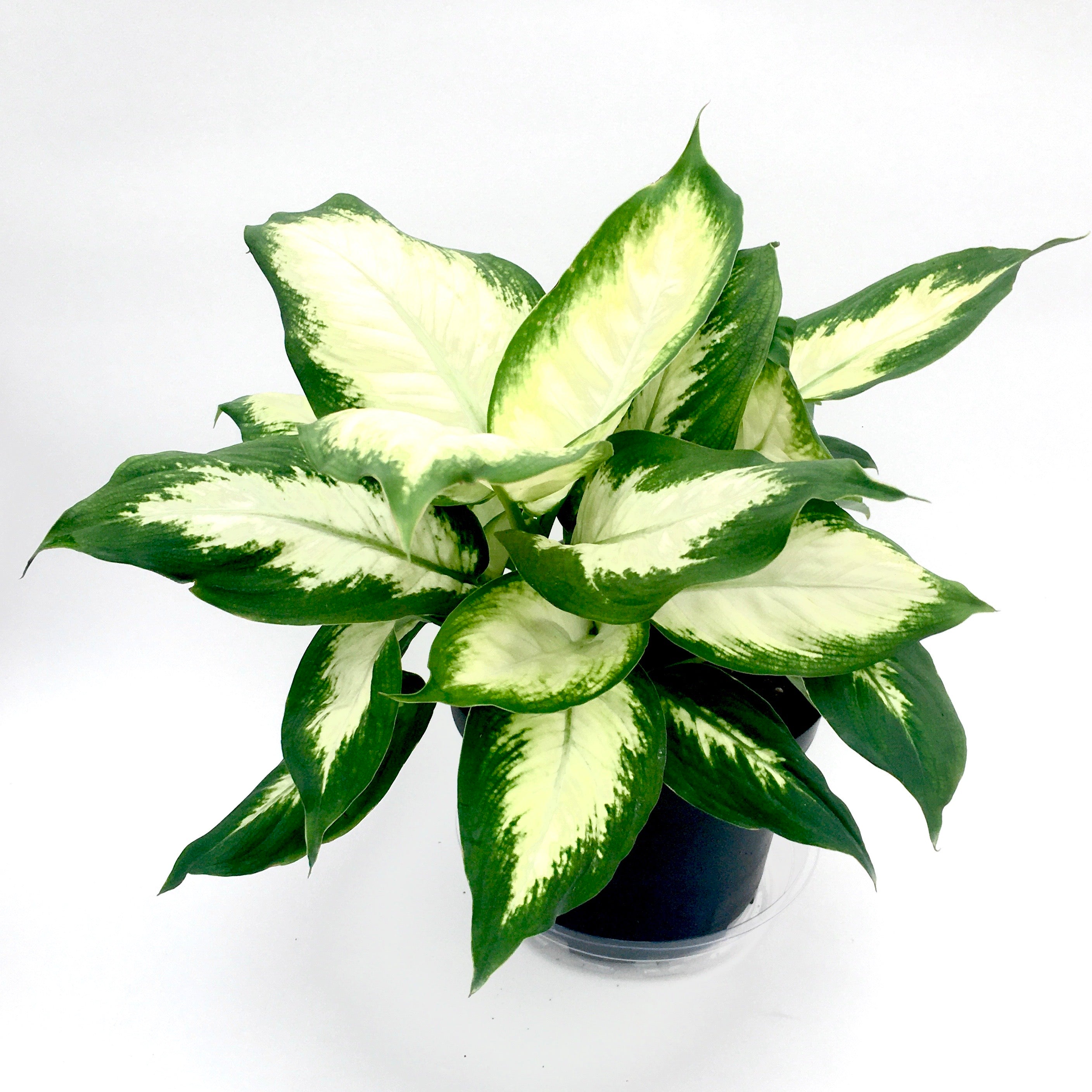 dieffenbachia camille dumb cane Dieffenbachia 'Camille' (Dumb Cane) – Vern Goers Greenhouse