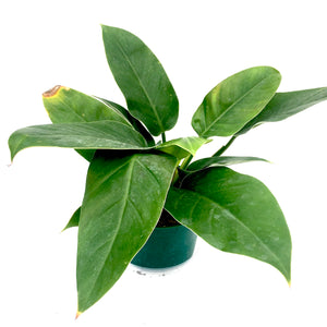 Philodendron 'Wendlandii'