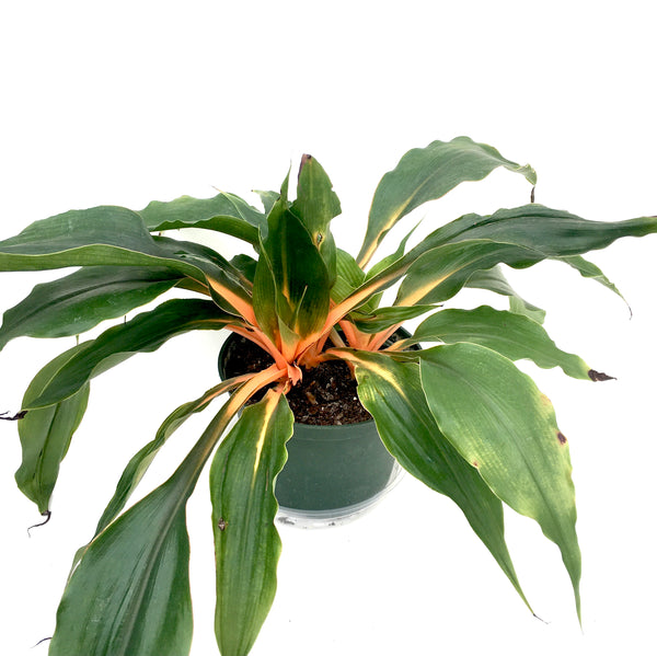 chlorophytum mandarin Chlorophytum amaniense
