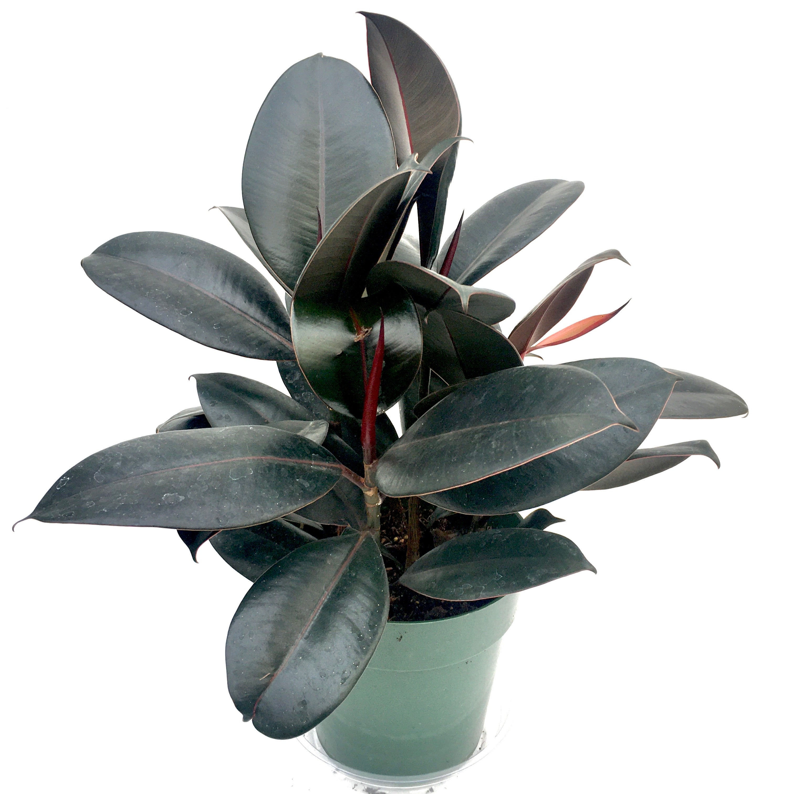 Ficus elastica 'Burgundy' (Rubber Plant/Tree/Fig)