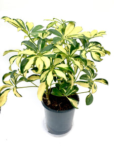 schefflera arboricola trinette Schefflera arboricola 'Trinette' – Vern Goers Greenhouse
