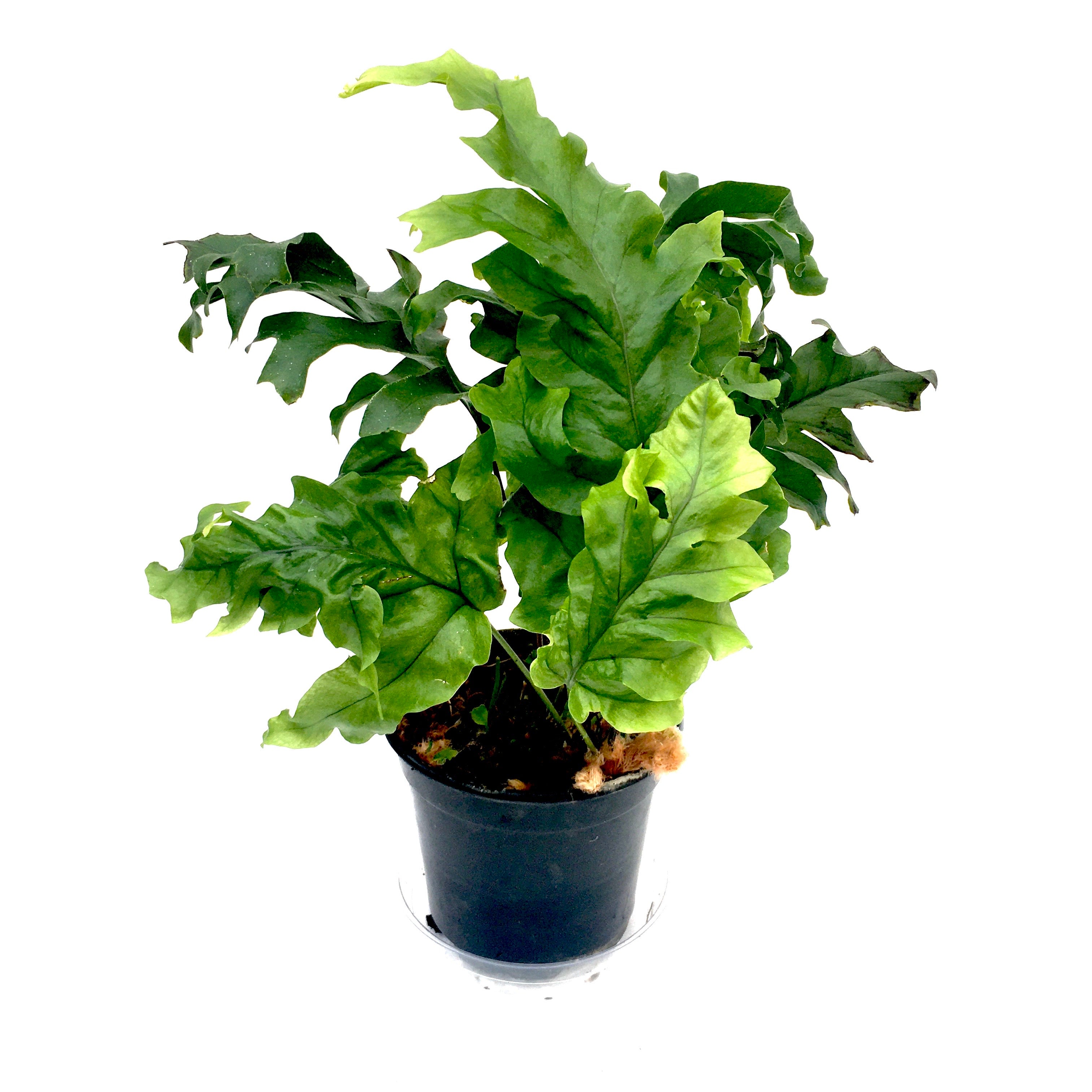 bear paw fern blue star Phlebodium aureum 'Mandaianum' (Crested Bear Paw Fern) – Vern Goers Greenhouse