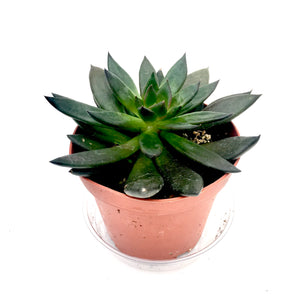 Echeveria affinis