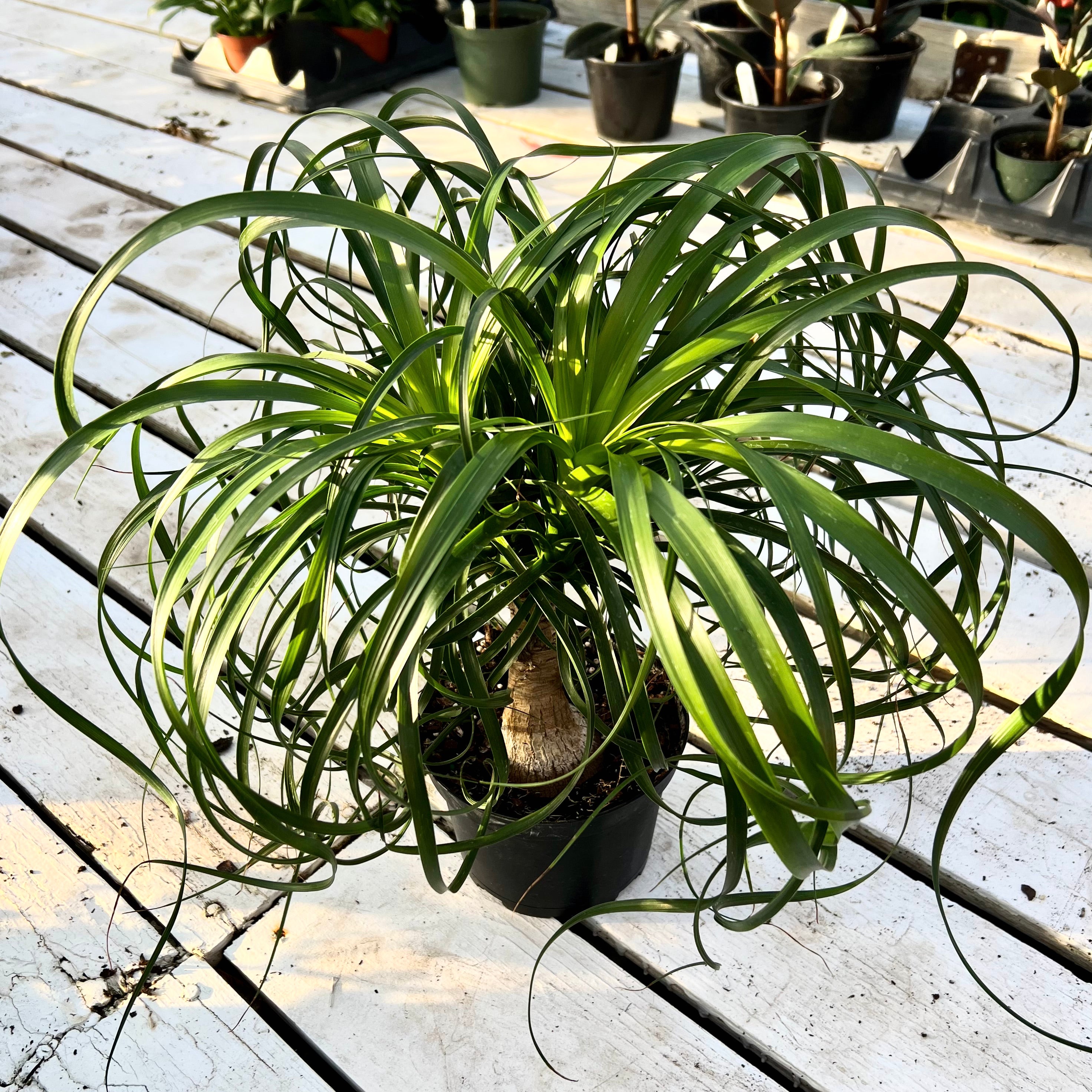 Beaucarnea recurvata 'Ponytail Palm'