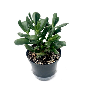 Jade Plant