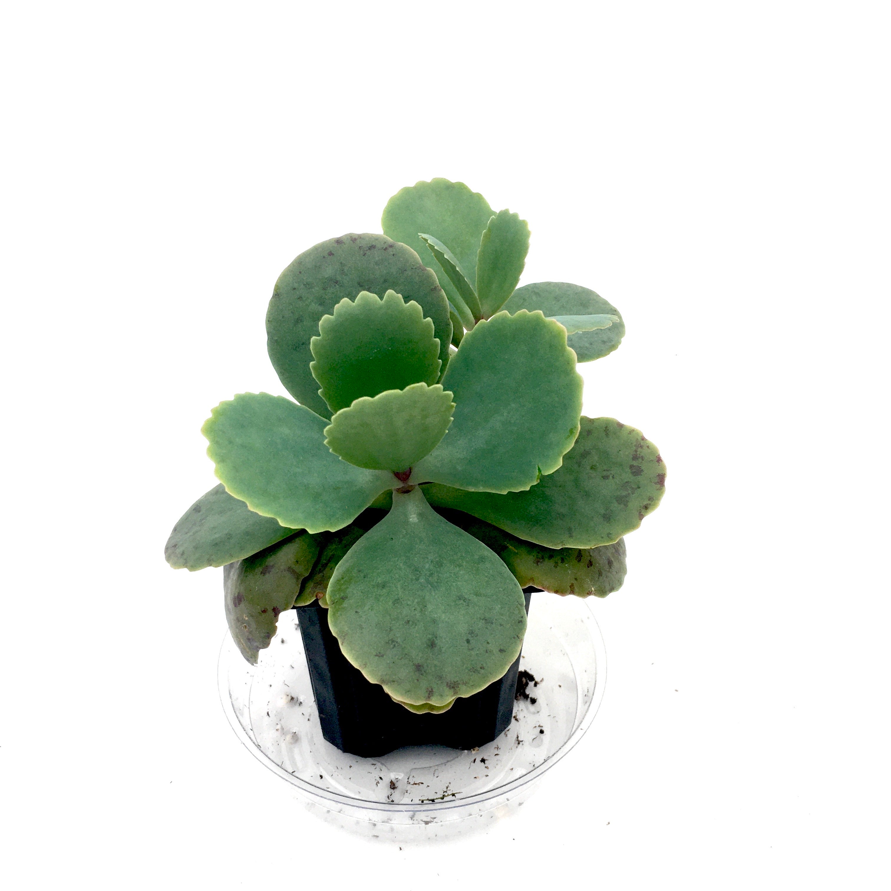 Succulent Kalanchoe