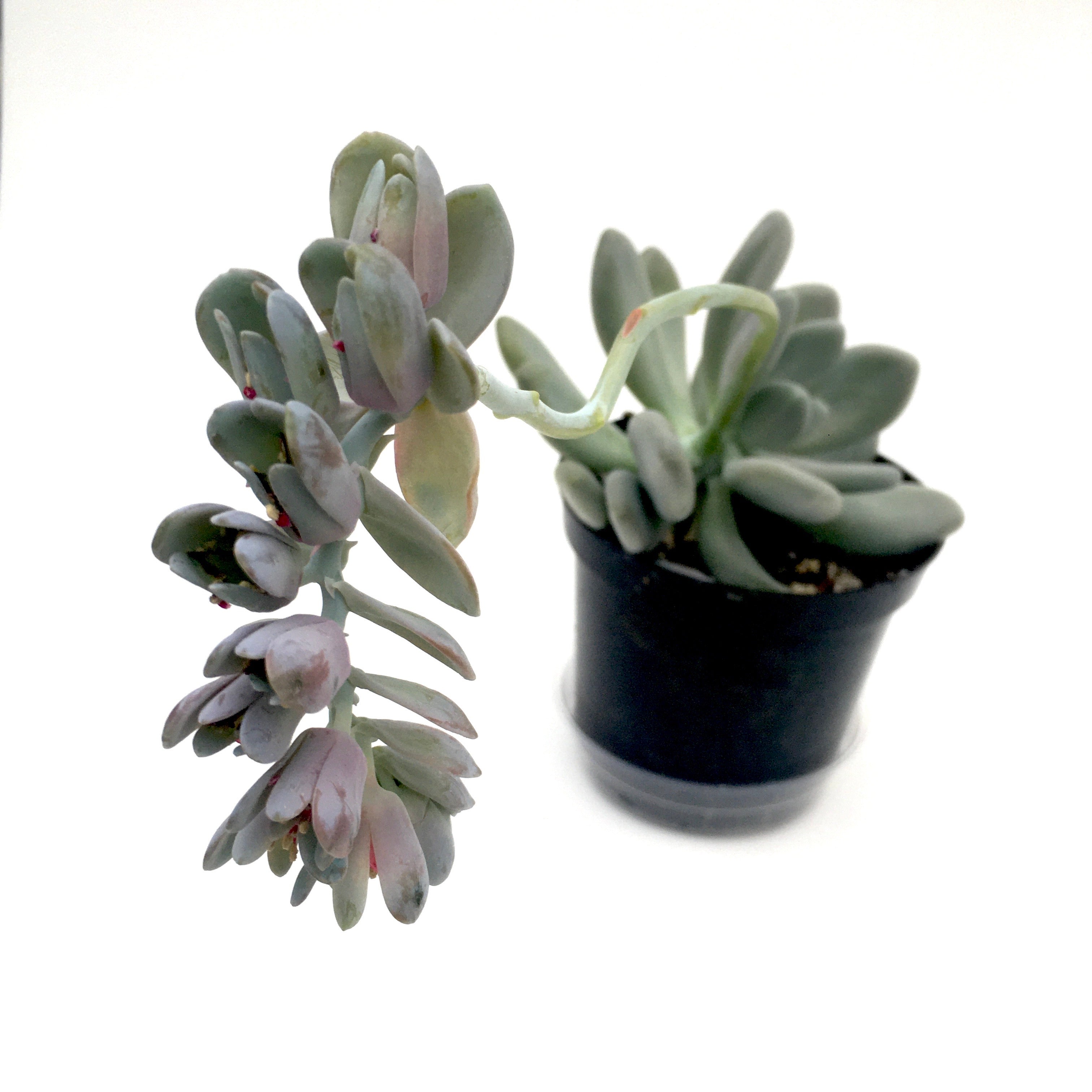 Pachyveria