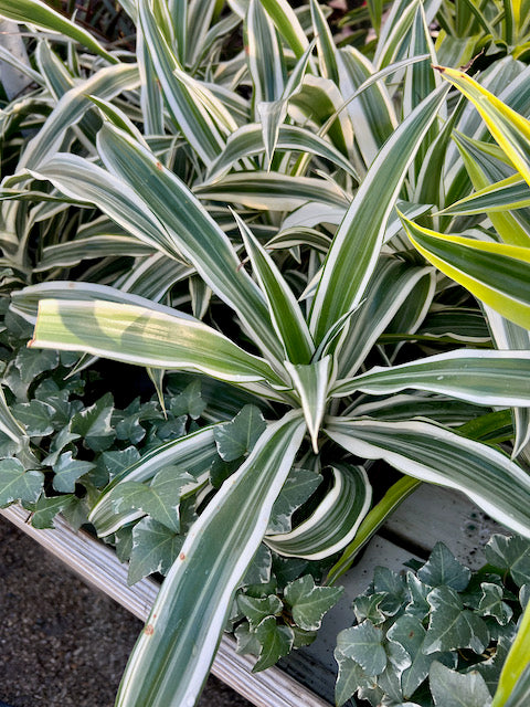 dracaena white jewel Dracaena warneckii 'White Jewel' – Vern Goers Greenhouse