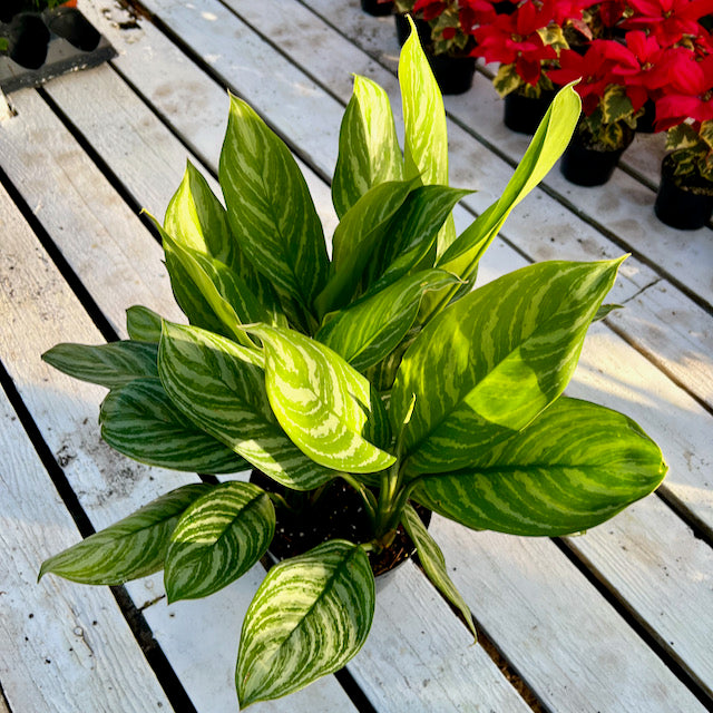 aglaonema stripes yellow leaves Aglaonema modestum 'Stripes' (Chinese evergreen) – Vern Goers Greenhouse