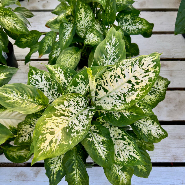 dieffenbachia cane Dieffenbachia ‘Perfection Compacta’ (Dumb Cane)