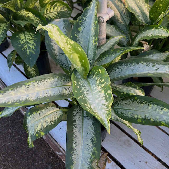 dieffenbachia panther plant Dieffenbachia 'Panther' (Dumb Cane) – Vern Goers Greenhouse