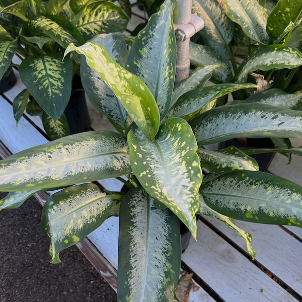 Dieffenbachia 'Panther' (Dumb Cane) – Vern Goers Greenhouse
