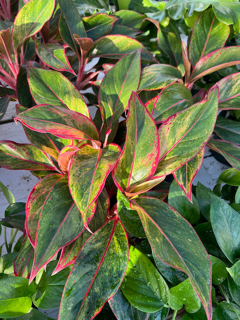 aglaonema siam chinese evergreen Aglaonema 'Siam' (Chinese evergreen) – Vern Goers Greenhouse