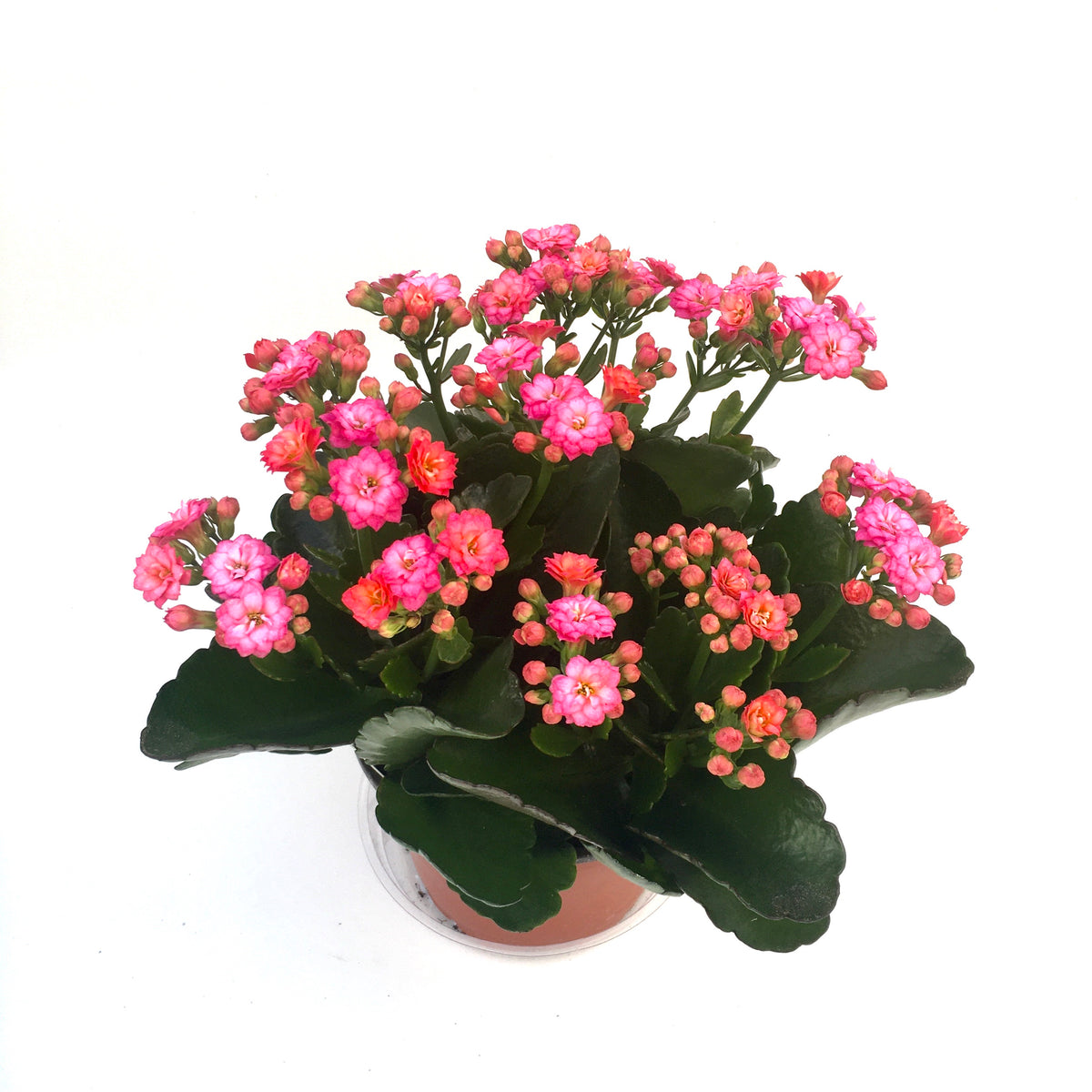 Kalanchoe calandiva 'Pink' – Vern Goers Greenhouse