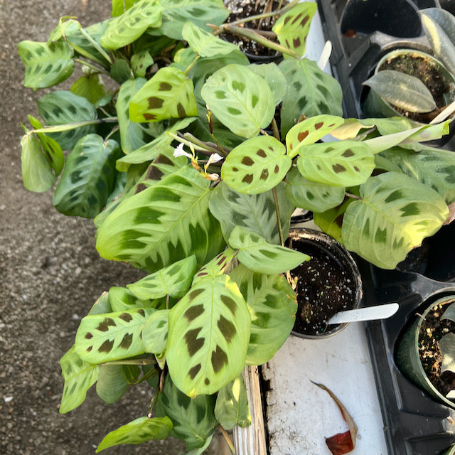 prayer plant kerchoveana Maranta leuconeura 'Kerchoveana' (Prayer Plant)