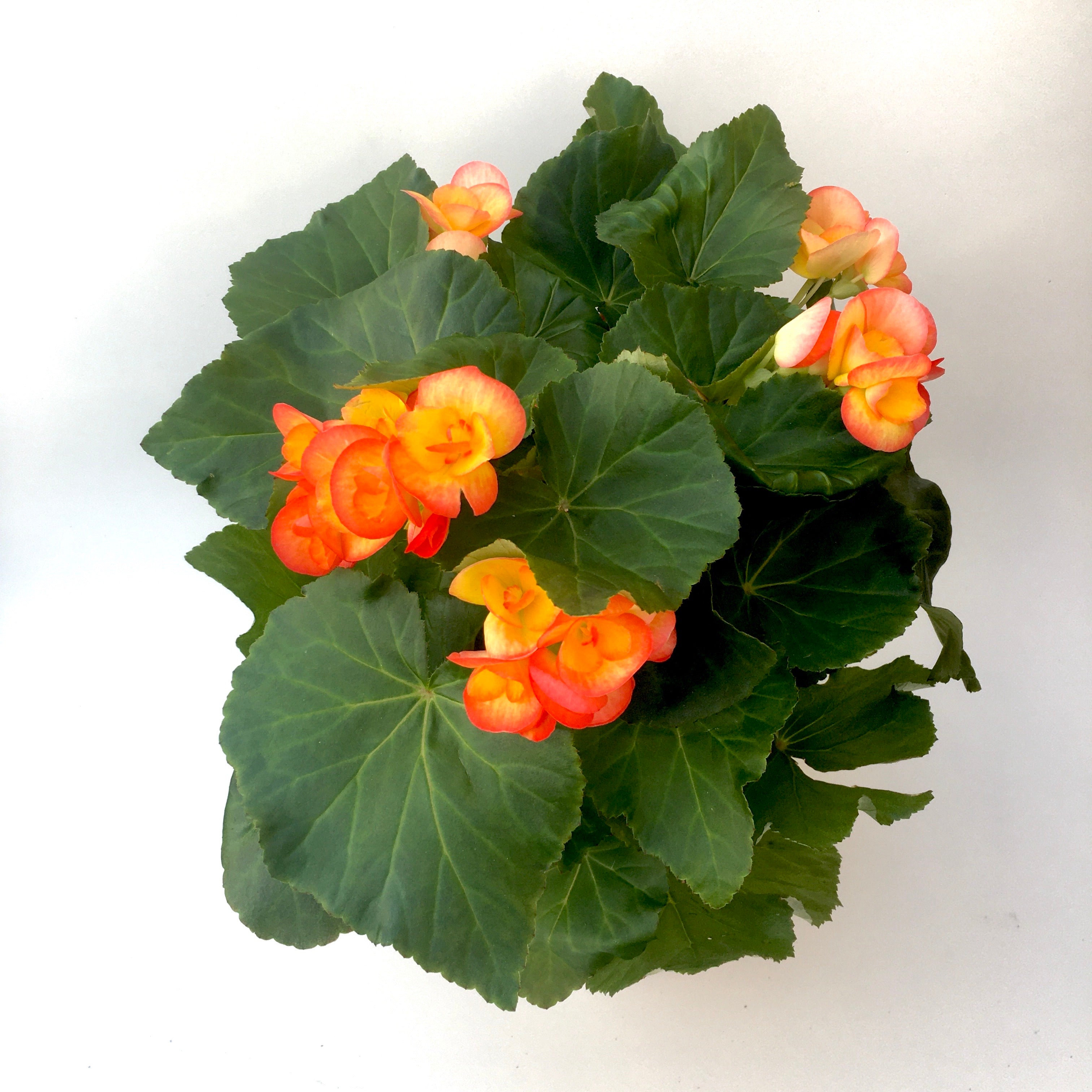 Begonia Rieger 'Apricot'