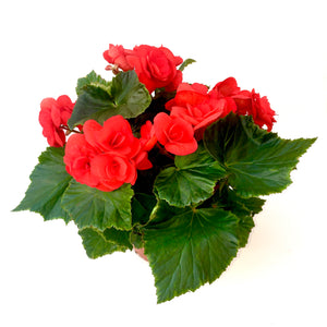 Begonia Rieger 'Red'