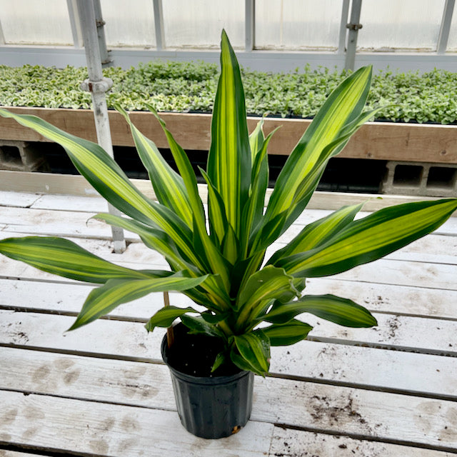 dracaena green heart Dracaena warneckii 'Golden Heart' – Vern Goers Greenhouse