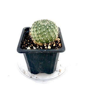 Mamillaria carmenae albiflora cactus